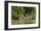 Brazil, Pantanal. Wild jaguar in water.-Jaynes Gallery-Framed Photographic Print