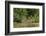 Brazil, Pantanal. Wild jaguar in water.-Jaynes Gallery-Framed Photographic Print