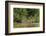 Brazil, Pantanal. Wild jaguar in water.-Jaynes Gallery-Framed Photographic Print