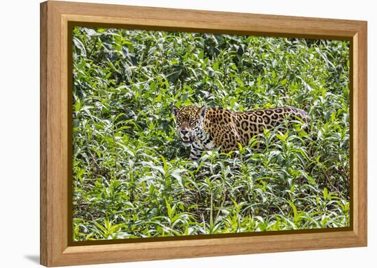 Brazil, Pantanal-Nigel Pavitt-Framed Premier Image Canvas