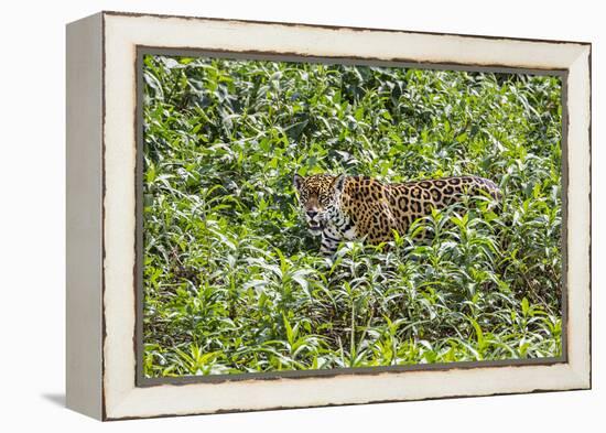 Brazil, Pantanal-Nigel Pavitt-Framed Premier Image Canvas
