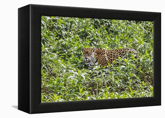 Brazil, Pantanal-Nigel Pavitt-Framed Premier Image Canvas