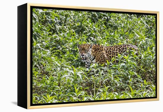 Brazil, Pantanal-Nigel Pavitt-Framed Premier Image Canvas