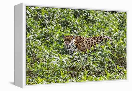 Brazil, Pantanal-Nigel Pavitt-Framed Premier Image Canvas