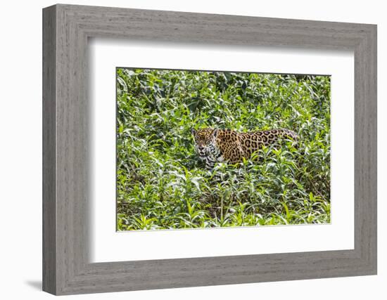 Brazil, Pantanal-Nigel Pavitt-Framed Photographic Print