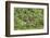 Brazil, Pantanal-Nigel Pavitt-Framed Photographic Print