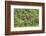 Brazil, Pantanal-Nigel Pavitt-Framed Photographic Print