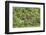 Brazil, Pantanal-Nigel Pavitt-Framed Photographic Print