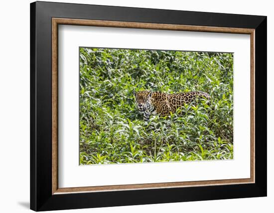 Brazil, Pantanal-Nigel Pavitt-Framed Photographic Print