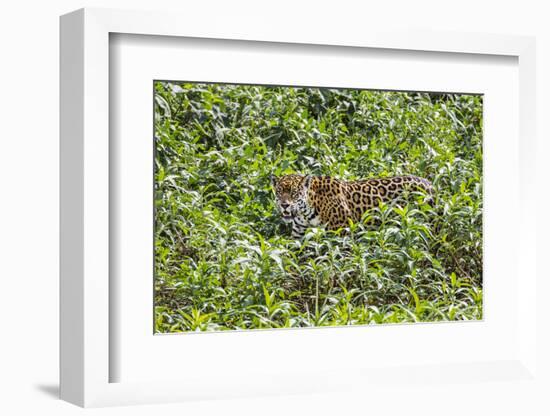 Brazil, Pantanal-Nigel Pavitt-Framed Photographic Print