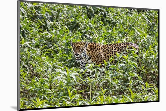 Brazil, Pantanal-Nigel Pavitt-Mounted Photographic Print