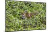 Brazil, Pantanal-Nigel Pavitt-Mounted Photographic Print