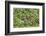 Brazil, Pantanal-Nigel Pavitt-Framed Photographic Print