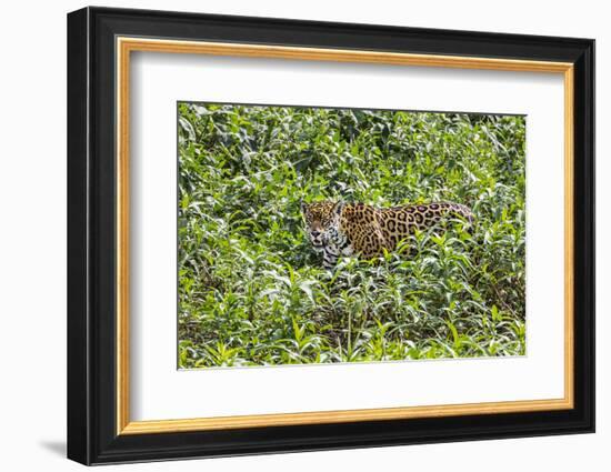 Brazil, Pantanal-Nigel Pavitt-Framed Photographic Print