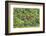 Brazil, Pantanal-Nigel Pavitt-Framed Photographic Print