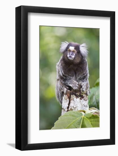 Brazil, Sao Paulo, Common Marmosets in the Trees-Ellen Goff-Framed Photographic Print