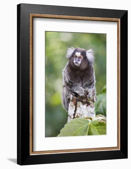 Brazil, Sao Paulo, Common Marmosets in the Trees-Ellen Goff-Framed Photographic Print