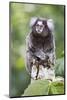 Brazil, Sao Paulo, Common Marmosets in the Trees-Ellen Goff-Mounted Photographic Print