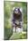 Brazil, Sao Paulo, Common Marmosets in the Trees-Ellen Goff-Mounted Photographic Print