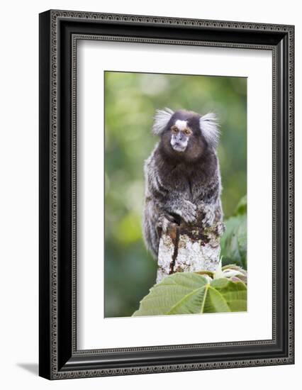 Brazil, Sao Paulo, Common Marmosets in the Trees-Ellen Goff-Framed Photographic Print