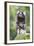 Brazil, Sao Paulo, Common Marmosets in the Trees-Ellen Goff-Framed Photographic Print