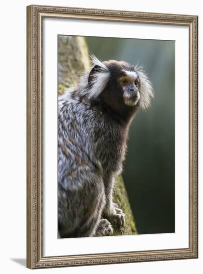 Brazil, Sao Paulo, Common Marmosets in the Trees-Ellen Goff-Framed Photographic Print