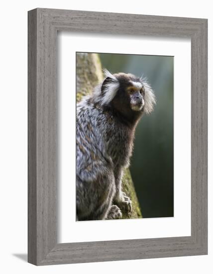 Brazil, Sao Paulo, Common Marmosets in the Trees-Ellen Goff-Framed Photographic Print