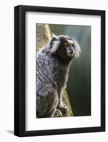 Brazil, Sao Paulo, Common Marmosets in the Trees-Ellen Goff-Framed Photographic Print