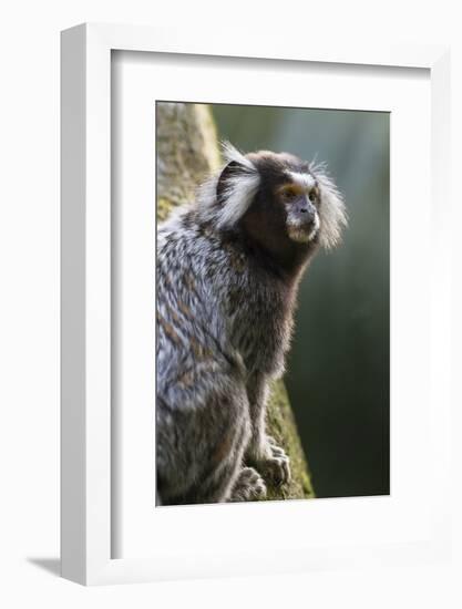 Brazil, Sao Paulo, Common Marmosets in the Trees-Ellen Goff-Framed Photographic Print