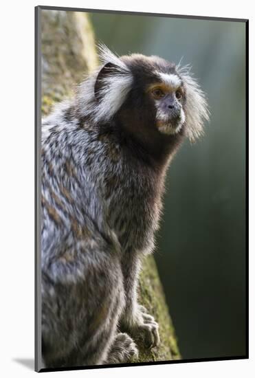 Brazil, Sao Paulo, Common Marmosets in the Trees-Ellen Goff-Mounted Photographic Print