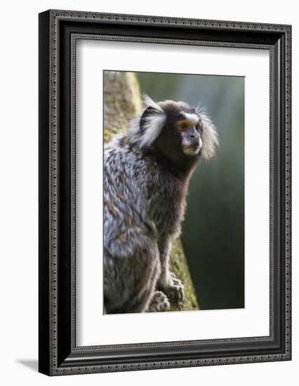 Brazil, Sao Paulo, Common Marmosets in the Trees-Ellen Goff-Framed Photographic Print