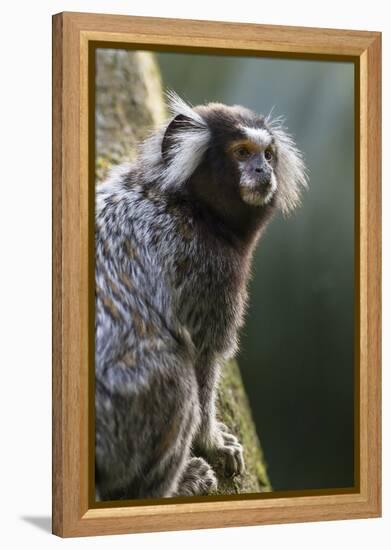 Brazil, Sao Paulo, Common Marmosets in the Trees-Ellen Goff-Framed Premier Image Canvas