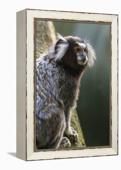 Brazil, Sao Paulo, Common Marmosets in the Trees-Ellen Goff-Framed Premier Image Canvas