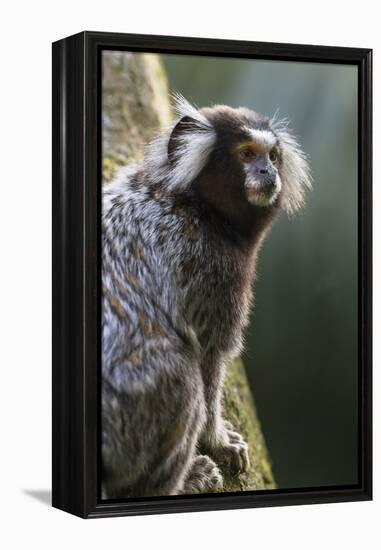 Brazil, Sao Paulo, Common Marmosets in the Trees-Ellen Goff-Framed Premier Image Canvas