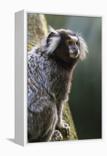 Brazil, Sao Paulo, Common Marmosets in the Trees-Ellen Goff-Framed Premier Image Canvas