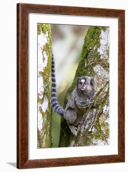 Brazil, Sao Paulo. Common Marmosets in the Trees-Ellen Goff-Framed Photographic Print