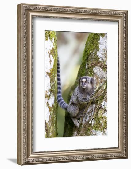 Brazil, Sao Paulo. Common Marmosets in the Trees-Ellen Goff-Framed Photographic Print