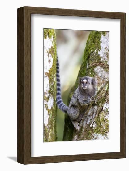 Brazil, Sao Paulo. Common Marmosets in the Trees-Ellen Goff-Framed Photographic Print