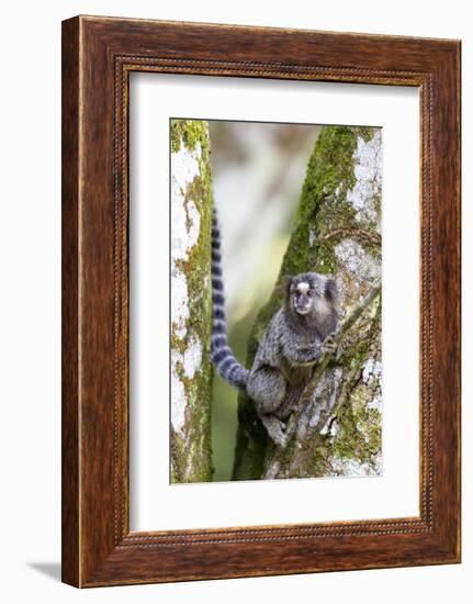 Brazil, Sao Paulo. Common Marmosets in the Trees-Ellen Goff-Framed Photographic Print