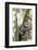 Brazil, Sao Paulo. Common Marmosets in the Trees-Ellen Goff-Framed Photographic Print