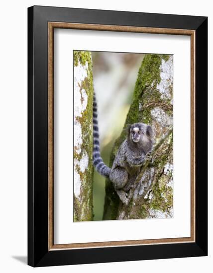 Brazil, Sao Paulo. Common Marmosets in the Trees-Ellen Goff-Framed Photographic Print