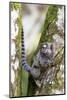 Brazil, Sao Paulo. Common Marmosets in the Trees-Ellen Goff-Mounted Photographic Print