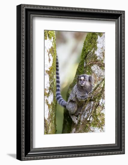 Brazil, Sao Paulo. Common Marmosets in the Trees-Ellen Goff-Framed Photographic Print