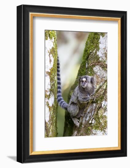 Brazil, Sao Paulo. Common Marmosets in the Trees-Ellen Goff-Framed Photographic Print