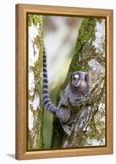 Brazil, Sao Paulo. Common Marmosets in the Trees-Ellen Goff-Framed Premier Image Canvas