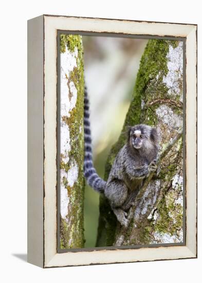 Brazil, Sao Paulo. Common Marmosets in the Trees-Ellen Goff-Framed Premier Image Canvas