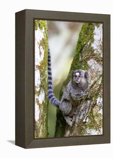 Brazil, Sao Paulo. Common Marmosets in the Trees-Ellen Goff-Framed Premier Image Canvas