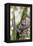 Brazil, Sao Paulo. Common Marmosets in the Trees-Ellen Goff-Framed Premier Image Canvas