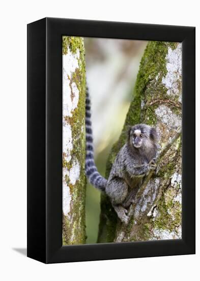 Brazil, Sao Paulo. Common Marmosets in the Trees-Ellen Goff-Framed Premier Image Canvas