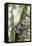 Brazil, Sao Paulo. Common Marmosets in the Trees-Ellen Goff-Framed Premier Image Canvas